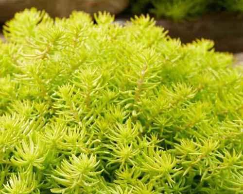 黄金草养殖全攻略（从种植到收割，让你成为黄金草专家）