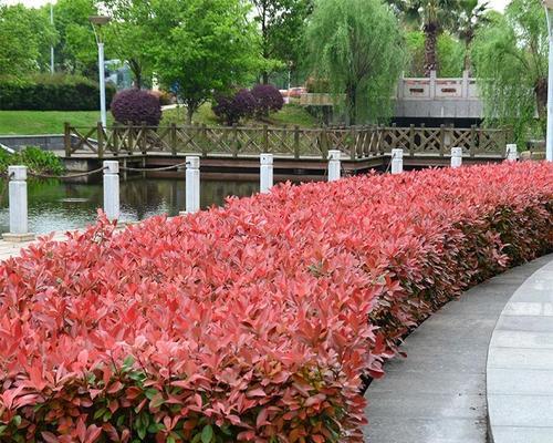红叶石楠的浇水方式（合理浇水，让红叶石楠更健康）
