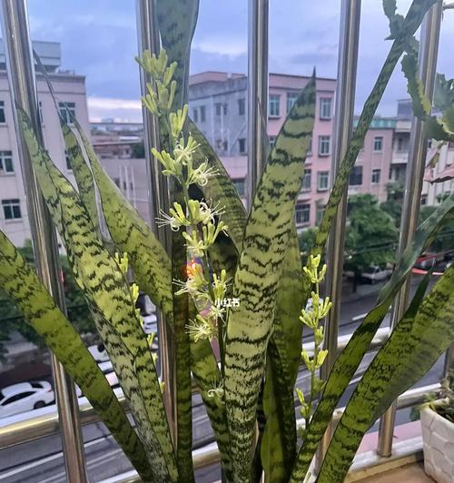 虎皮兰花一年开几次？解析虎皮兰开花规律