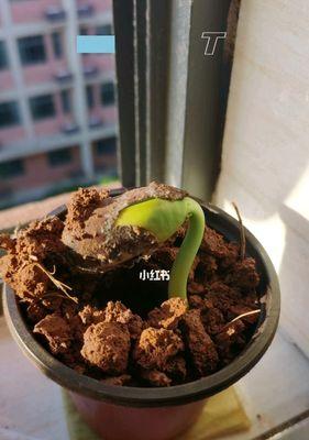 刀豆种子的营养和食用方式（探究刀豆种子的健康益处和烹饪方法）