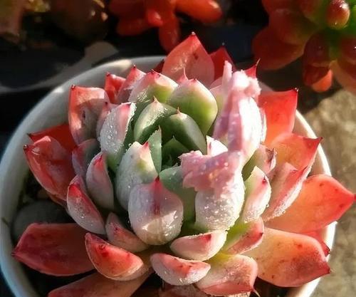 多肉植物需不需要每天浇水？（揭秘多肉植物的浇水需求及注意事项）