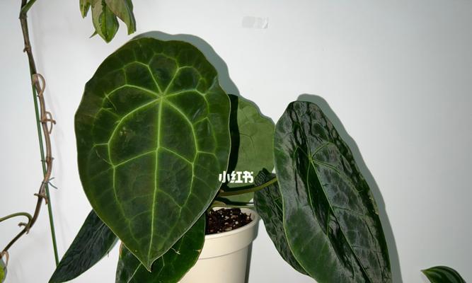 红掌换土的时间和方法（打造更健康的盆栽世界）