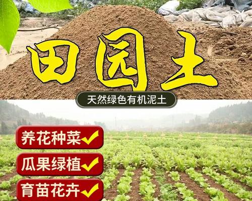黄泥土的花卉种植探秘（从土壤特性到技巧分享，让您的花园更美丽）