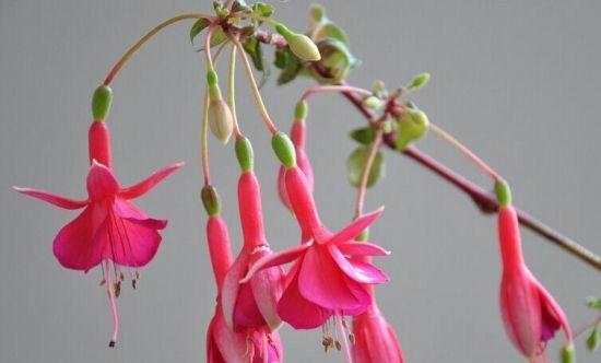 灯笼花有毒吗？室内养护全攻略（室内养灯笼花的注意事项和方法，如何避免中毒风险？）