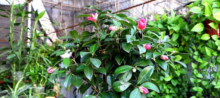 茶花的冬季养护（注意要点、保证生长）