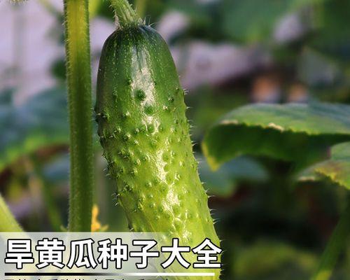 夏季适宜种植的黄瓜品种与注意事项（夏季种植黄瓜有哪些需要注意的问题？）
