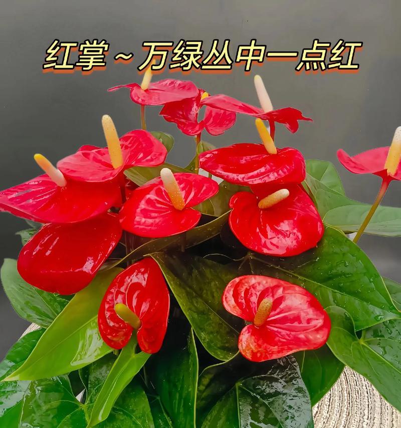 大红掌的养护技巧（打造繁茂的热带风情）