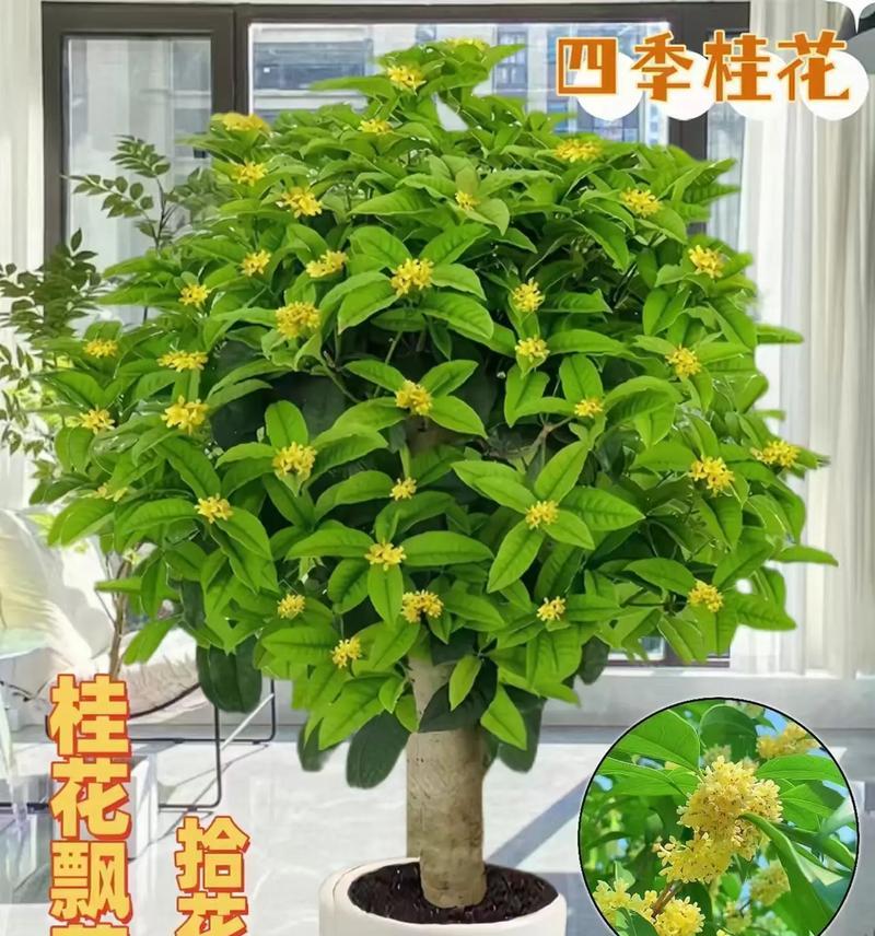 探秘桂花春开之谜（春季花海，这个必须了解！）