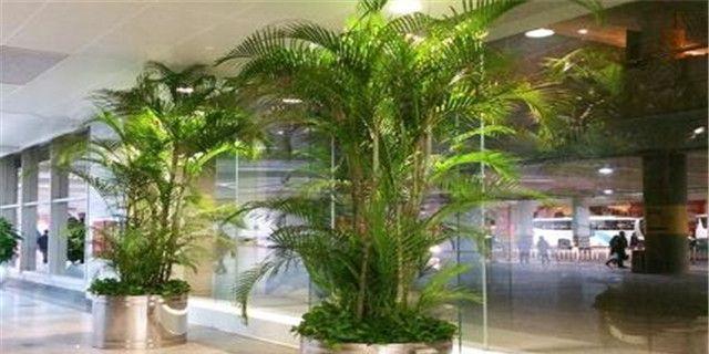 凤尾竹黄叶处理方法大全（教你轻松应对凤尾竹黄叶问题，让植物重现生机）