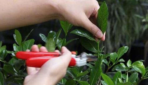 凤尾竹剪枝技巧详解（合理剪枝，让凤尾竹更健康）
