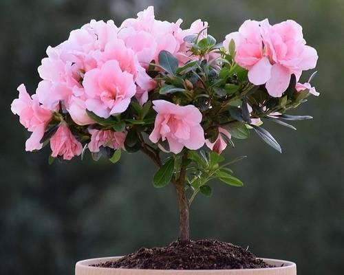 适合东北地区种植的花卉（五彩斑斓的花海，缤纷盛宴）