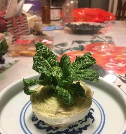 白菜开花了还能吃吗？（探究白菜开花的原因及食用方法）