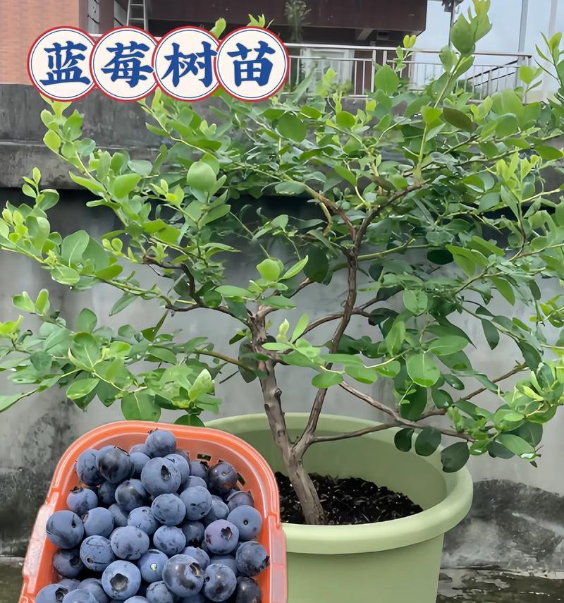 蓝莓种植技巧（从栽培到收成，一起了解蓝莓的种植方法和注意事项。）