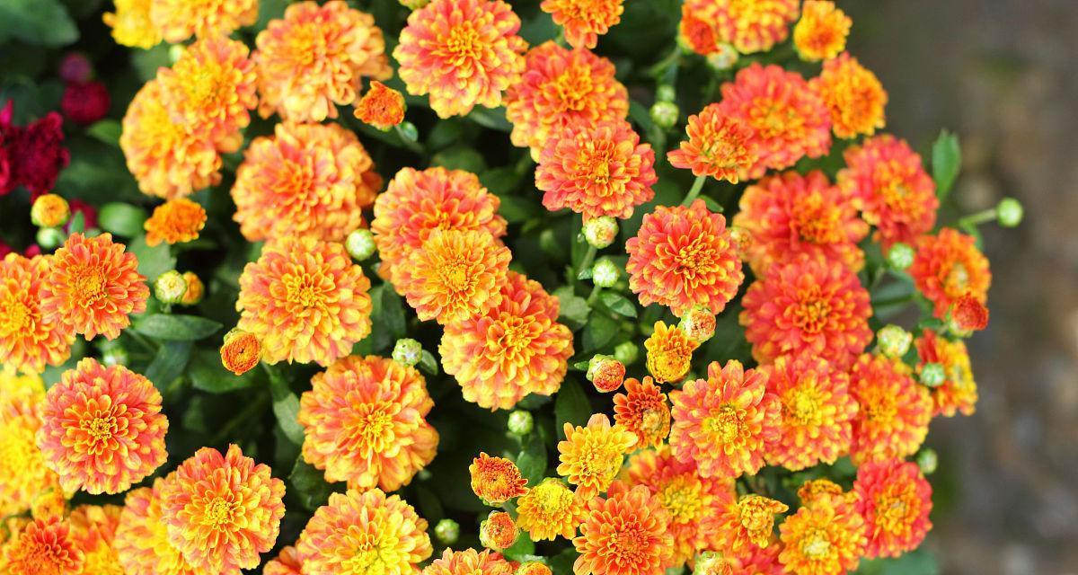 探究雏菊花期的时间（了解雏菊的生长周期及生长环境）