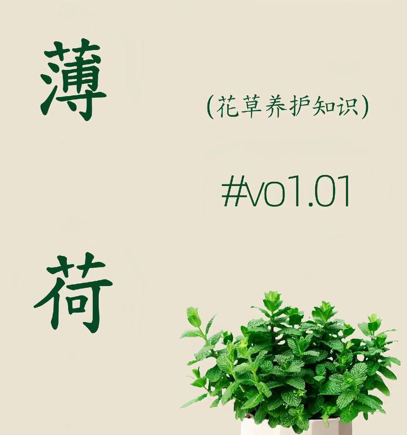 如何科学浇水养护薄荷？（薄荷的浇水注意事项、浇水时间以及浇水频率）