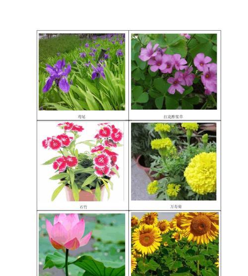 花是草本植物吗？（探究花的分类和特点）