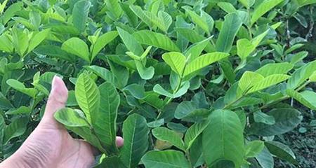 百香果的剪枝与修剪技术（学会这些技巧，让你的百香果结出更甜美的果实）