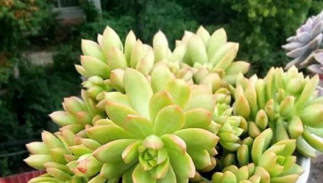 宝石花能否经受住冬天的考验？（宝石花冬天会不会冻死？冬季如何为宝石花提供适宜的环境？）