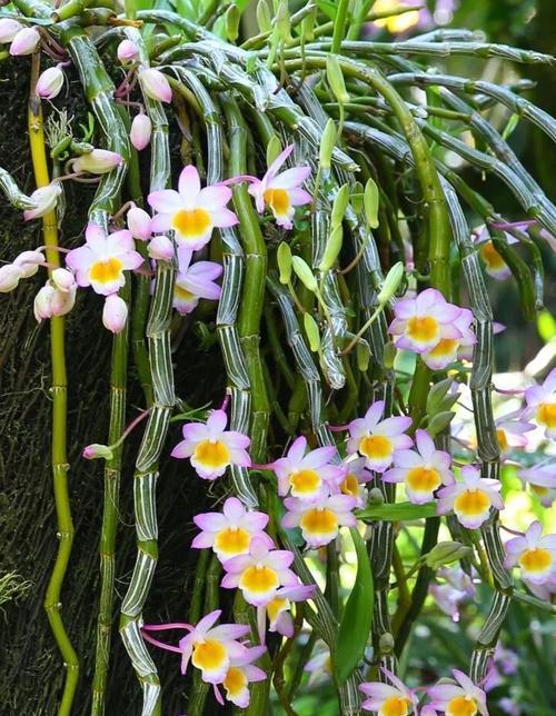 翠兰花的种植与养护（翠兰好养吗？养殖方法和养护要点全解析）