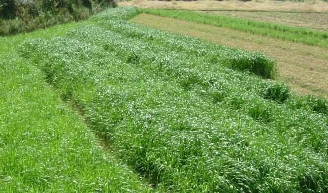 黑麦草种植指南（适合哪些地方种植？如何种植？种植的注意事项？）