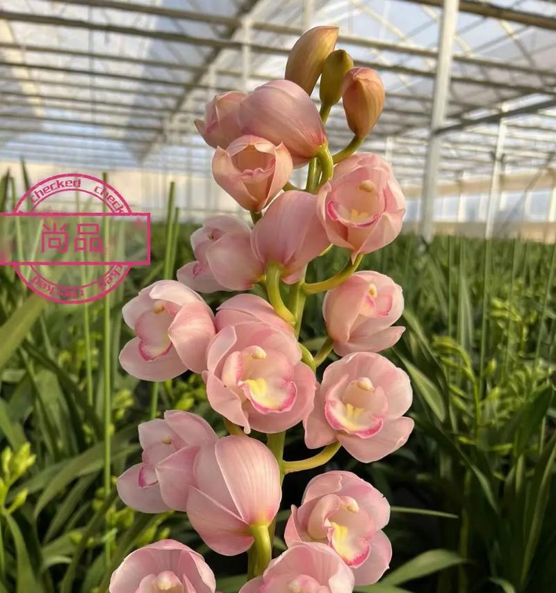 大叶蕙兰花的全面养护管理（打造健康美丽的大叶蕙兰花）