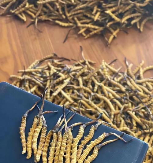 如何选购优质的冬虫夏草（品质保证，选择关键）