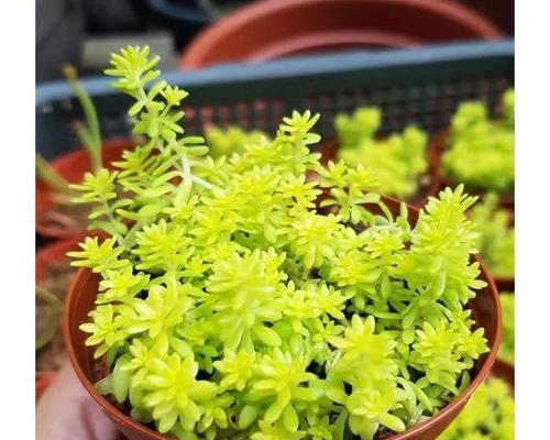 黄金草的养殖方法和注意事项（打造美丽生态，从黄金草开始）