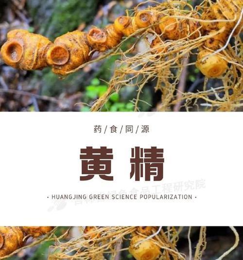 黄精的生长环境与生长地方条件（认识黄精的生存环境，探究其独特的生长条件）