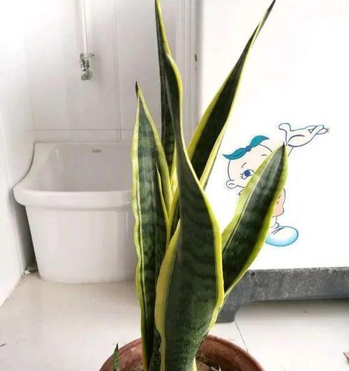 虎皮兰开花时间及特点（一年几次开花？花期长短如何？怎样促进开花？）