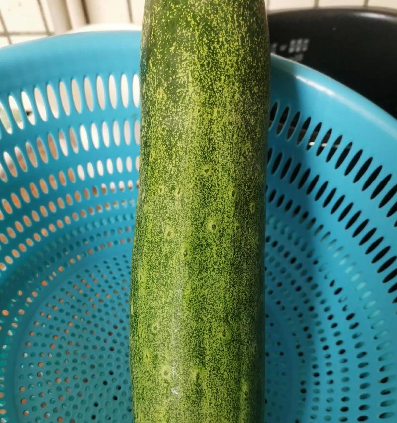 夏天种黄瓜的秘密（掌握这些技巧，让你的黄瓜在炎炎夏日中茁壮成长）