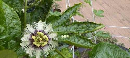 百香果开花结果时间及相关知识（从花期到果实成熟，了解百香果的生长过程）