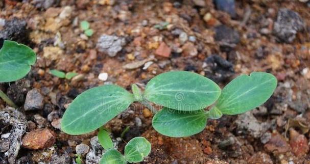 探究冬瓜生长的温度范围（影响冬瓜生长的温度因素和温度调控方法）