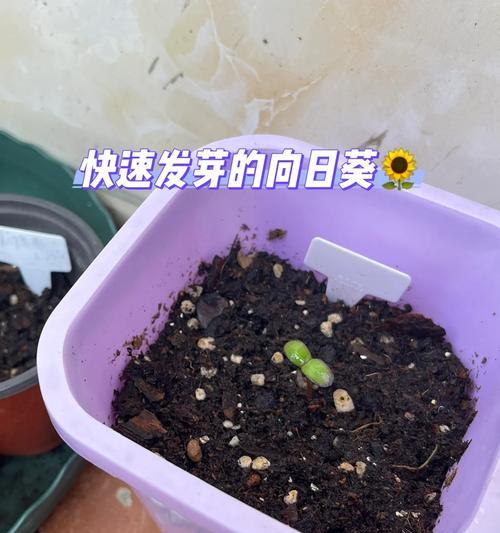 葵花种子发芽期详解（从播种到出苗，了解葵花发芽的时间和方法）