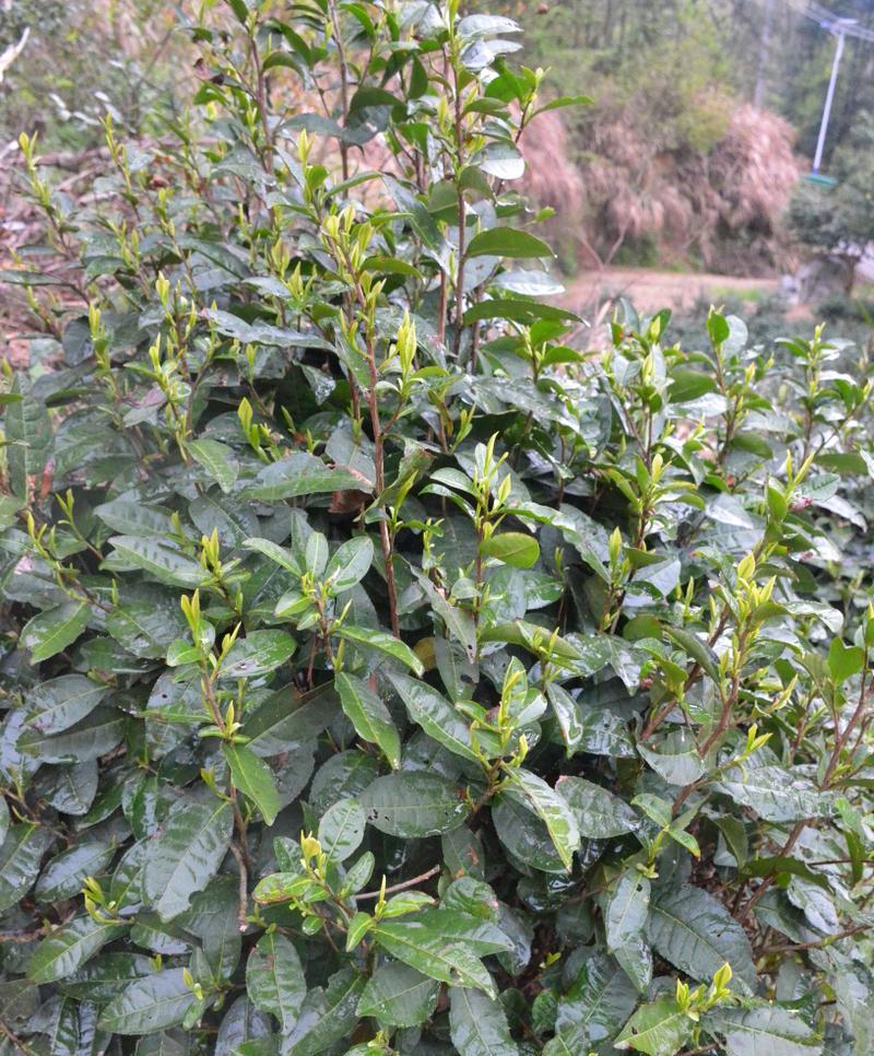 翠兰花养护全攻略（简单易学的翠兰花养护技巧，让你的翠兰花茁壮成长）
