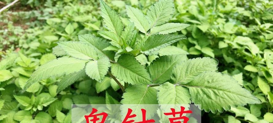 探秘鬼针草的生长环境（从土壤到气候，了解鬼针草的生长条件）