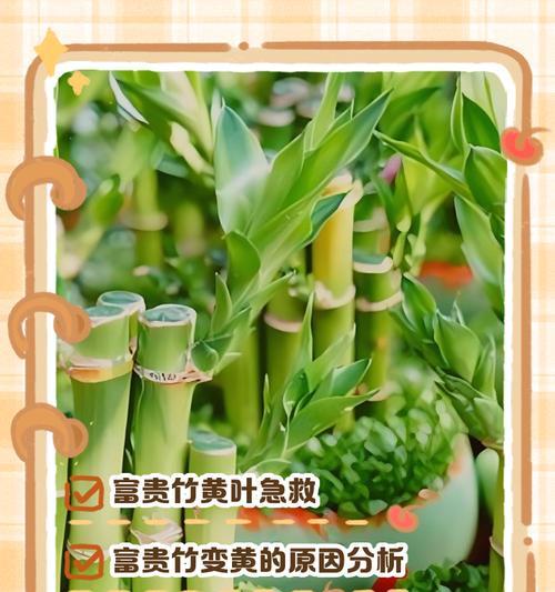 如何解决土养竹子叶子发黄问题（土壤调节是关键，让竹子恢复健康）