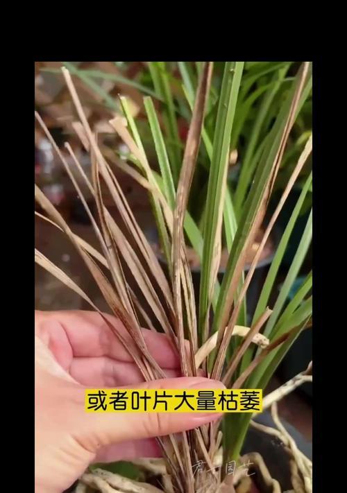 兰花花芽枯萎了该怎么办？（兰花花芽枯萎的原因及有效解决方法）