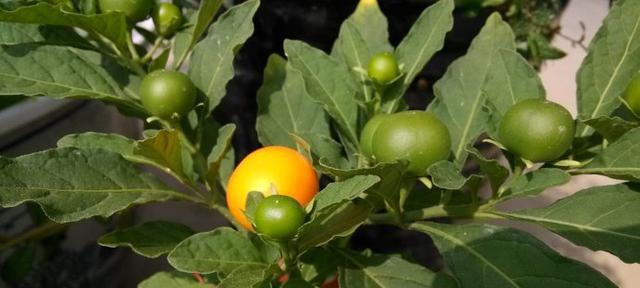 如何挽救蔫萎的珊瑚叶子（从种植到护理，关键是这一步）