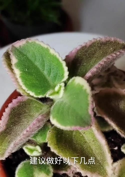 以碰碰香怎么水培（简单易行的室内植物养殖方法）