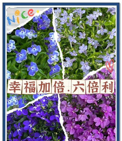 六倍利花的风水寓意与摆放位置（打造好运气的秘诀——六倍利花）