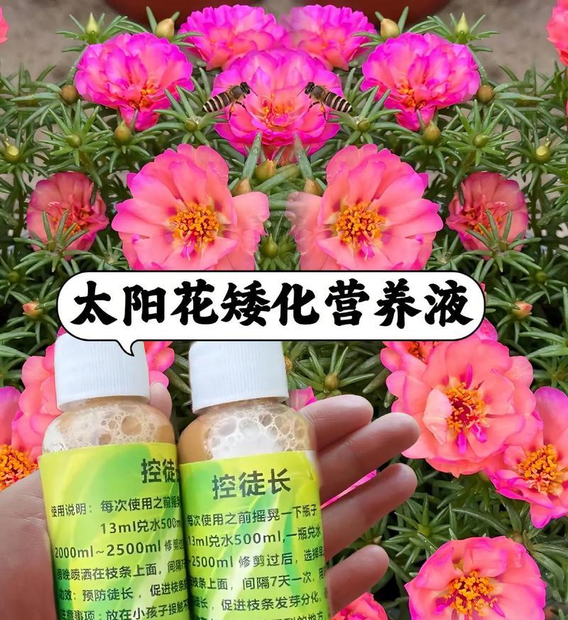 花的营养液交接流程及注意事项（确保花卉生长健康的关键步骤和要点）