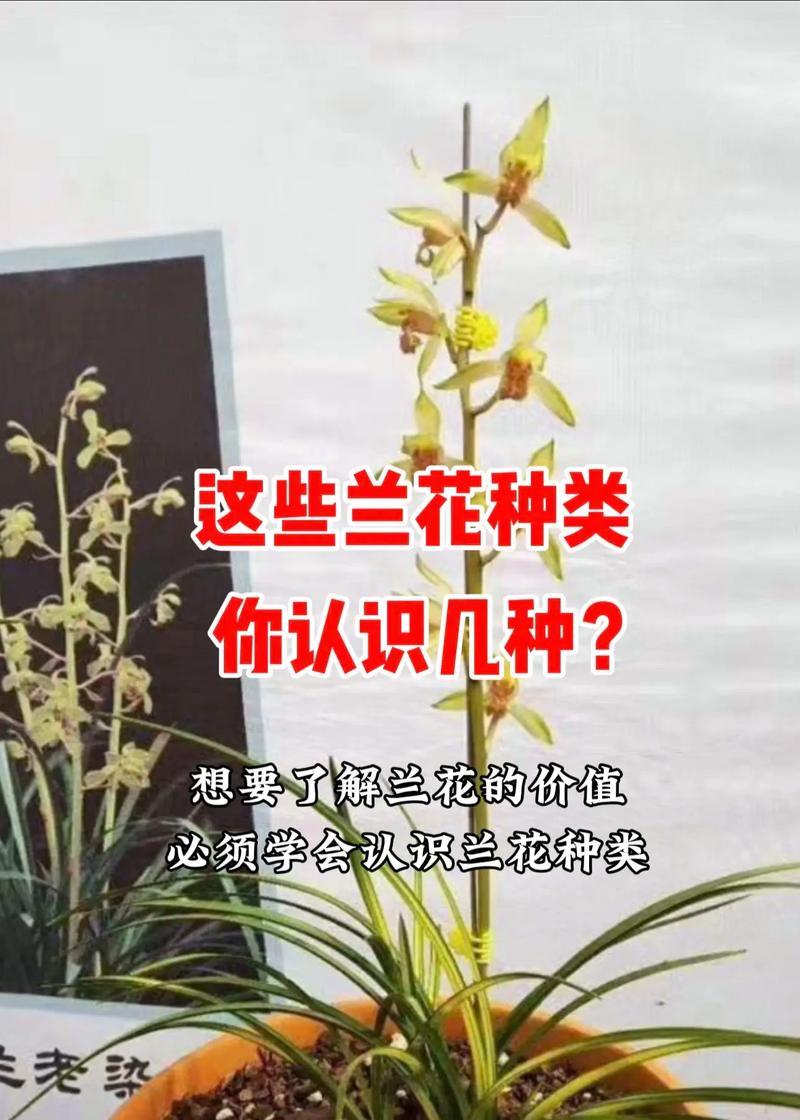 仙人兰养护全攻略（掌握养护技巧，打造健康美丽的仙人兰）