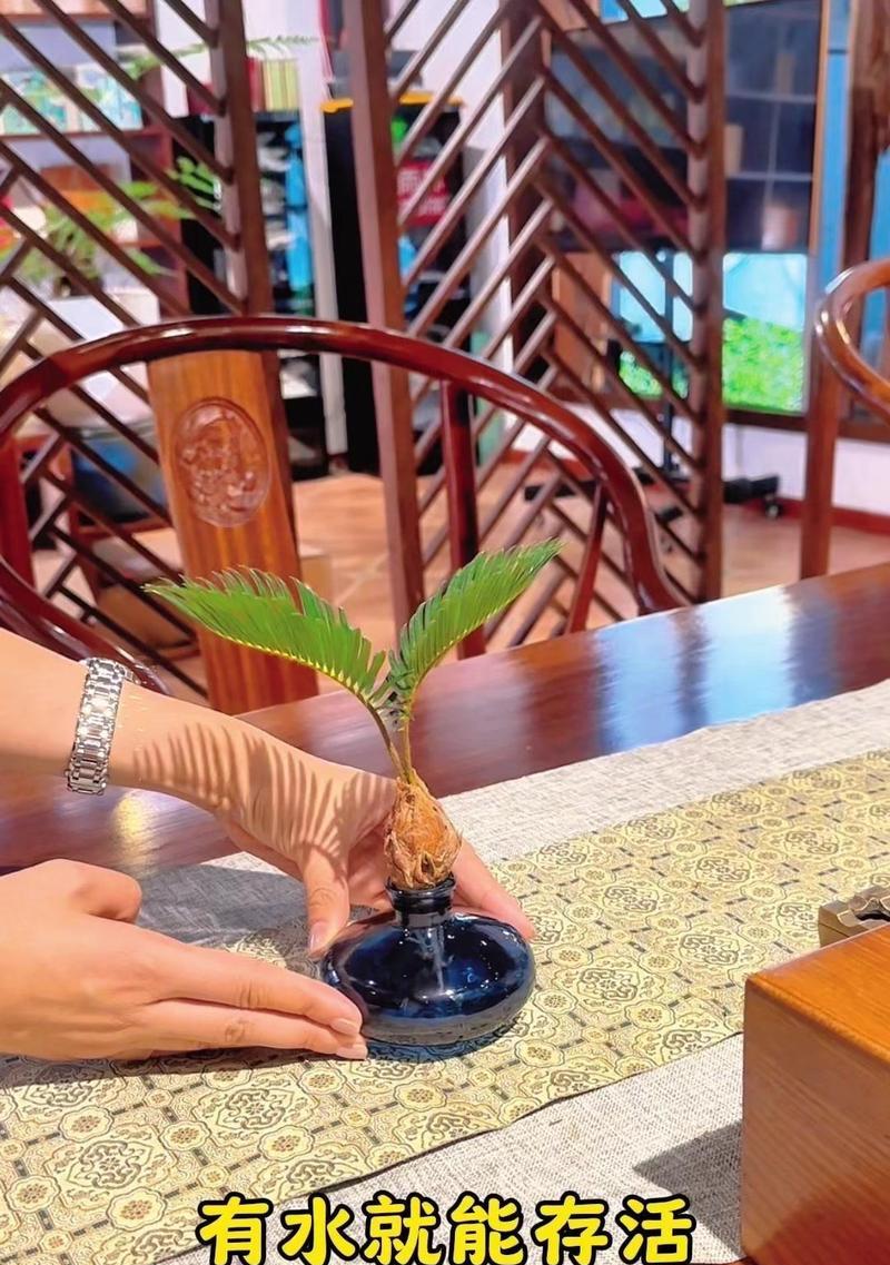 以苏铁怎么换花盆（打造理想家居花园的关键步骤）