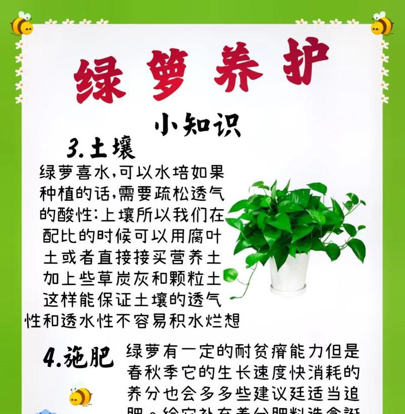 绿萝套盆的正确浇水方法（学会科学浇水，让绿萝健康茁壮生长）