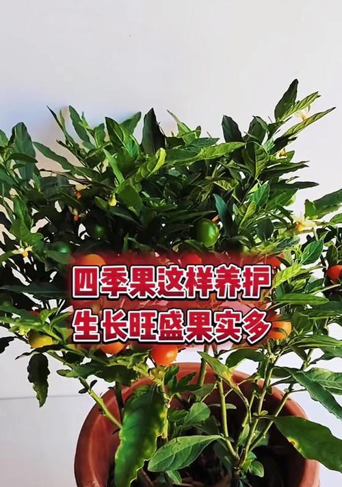 盆栽芦荟的种植方法和注意事项（打造绿意盎然的室内芦荟花园）