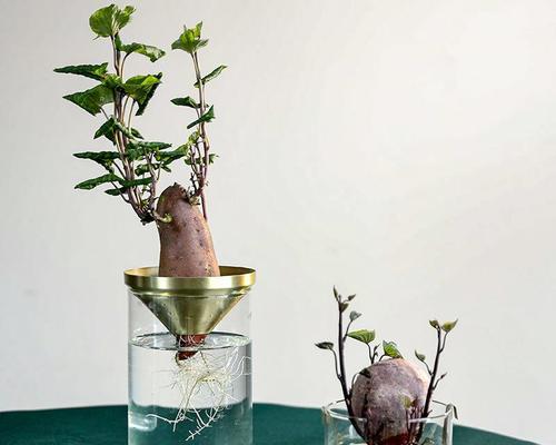水培植物容器的选择与制作（选择适合的容器灵活打造水培花园）