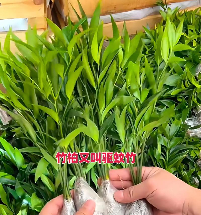 种植竹柏树的全过程（从种子到苗木，竹柏树种植的关键步骤与技巧）
