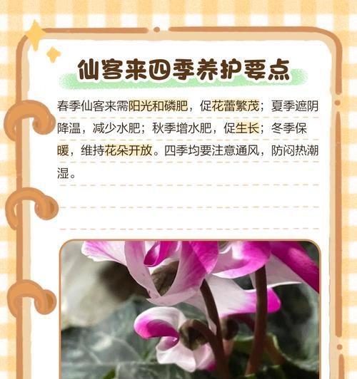 以仙客来如何一盆分两盆（灵活繁殖，为绿植增添生机）