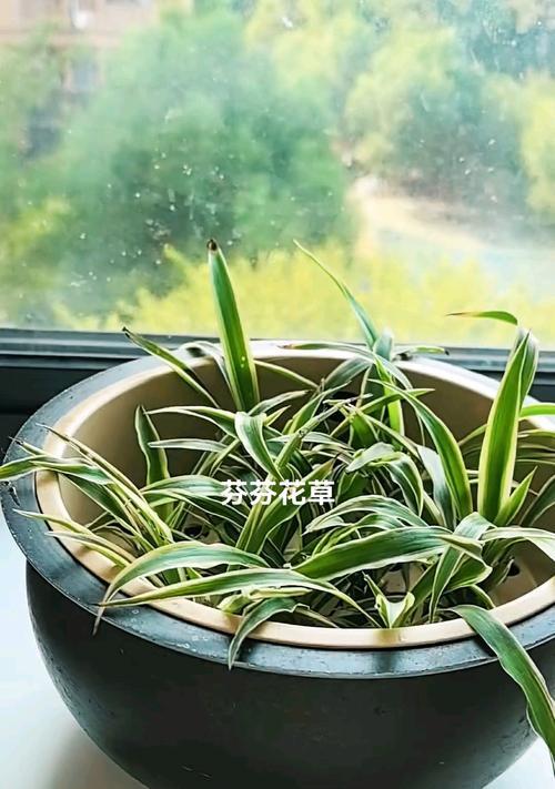 冬天如何养护吊兰（吊兰养护技巧，让其在寒冷的冬季也能茁壮成长）