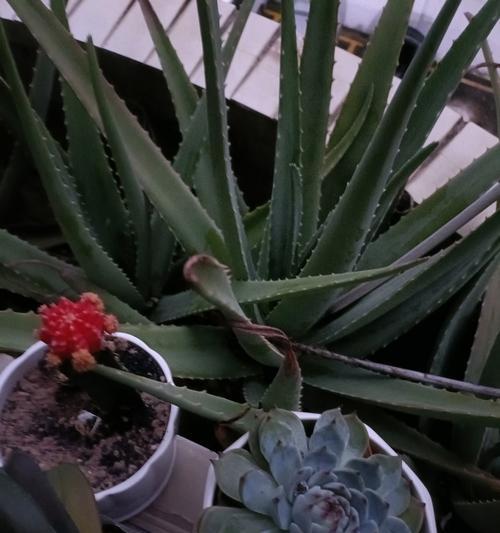芦荟叶子发黑了怎么办？（保护芦荟植物的关键措施及注意事项）